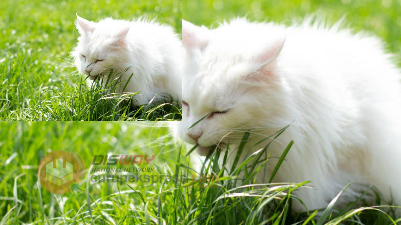 Inilah Alasan Kenapa Kucing Makan Rumput