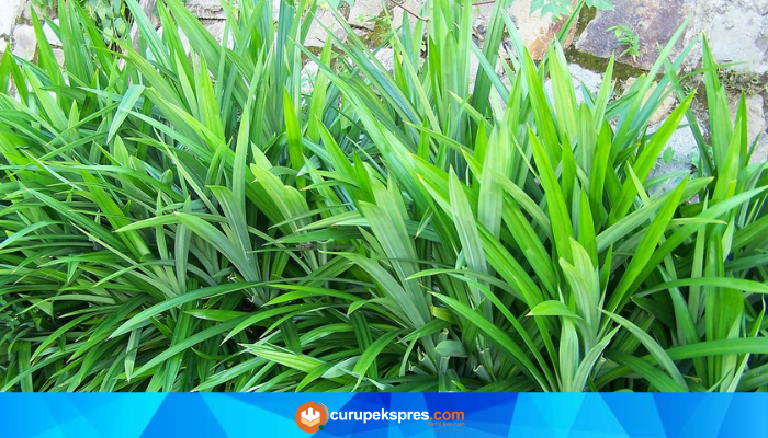 4 Fakta Menarik Tentang Daun Pandan, Ternyata Bisa Menurunkan Kadar Gula Darah