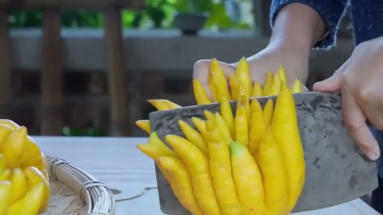 Manfaat Buah Tangan Buddha untuk Kesehatan Tubuh, Cek Disini!