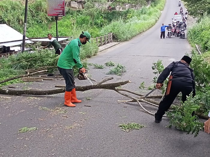 Ngeri Pohon Tumbang, Masyarakat Beri Usulan Pemangkasan Pohon