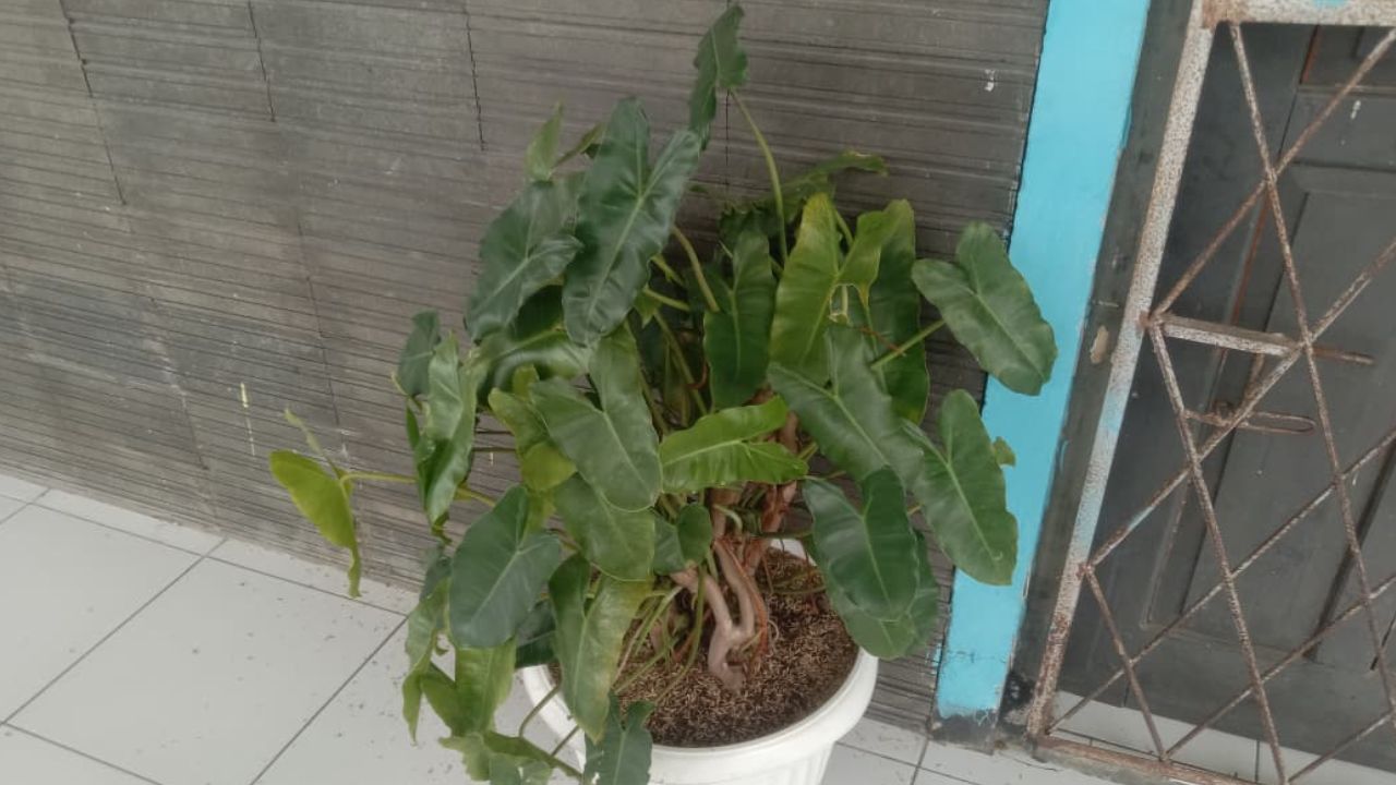 Catat! Ini 3 Manfaat Tanaman Hias Brekele bagi Lingkungan yang Harus Kamu Ketahui  