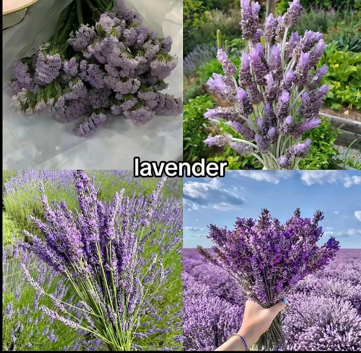 Bukan Sekadar Cantik, Ini Alasan Semua Orang Cinta Lavender!