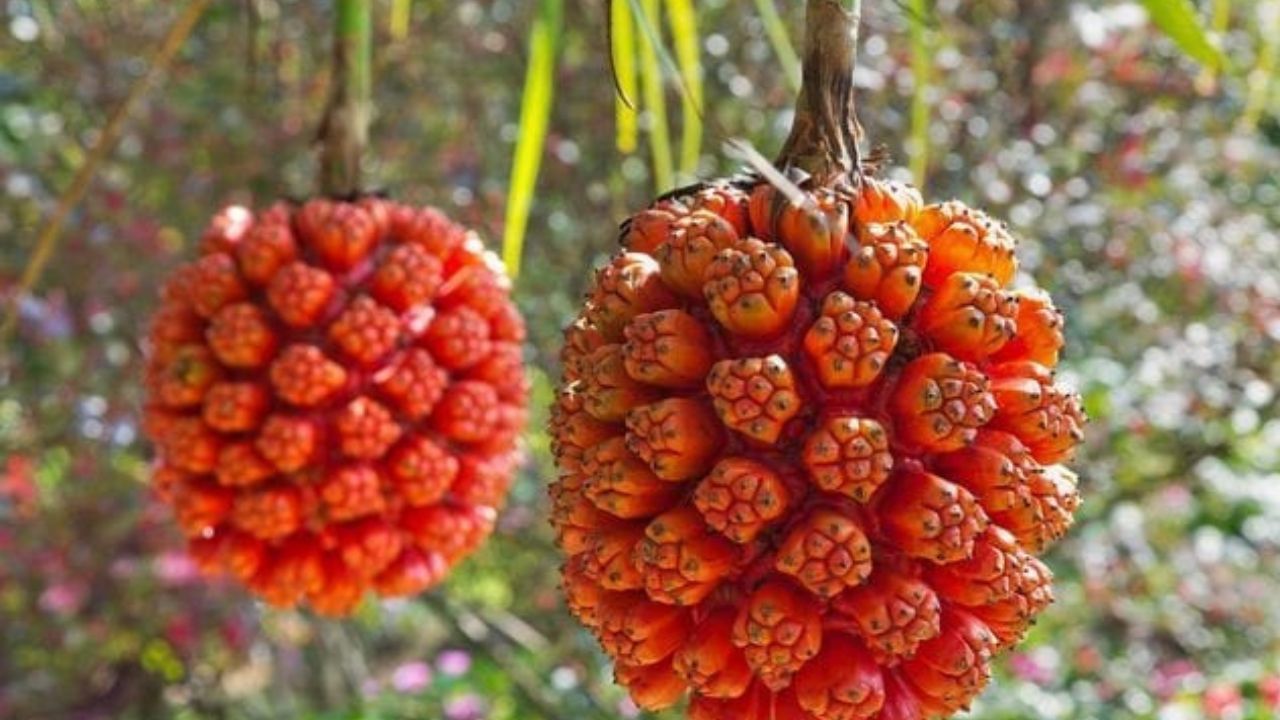 Manfaat Buah Hala bagi Kesehatan Tubuh yang Harus Kamu Ketahui