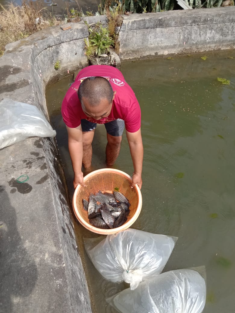 BBI Dusun Baru Dapat 2.400 Ekor Indukan Ikan Nila