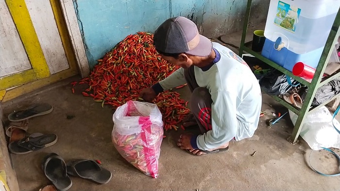 Harga Cabai Tembus Rp 80 Ribu di Kepahiang, Dari Petani ke Pengepul Rp 65 Ribu per Kg