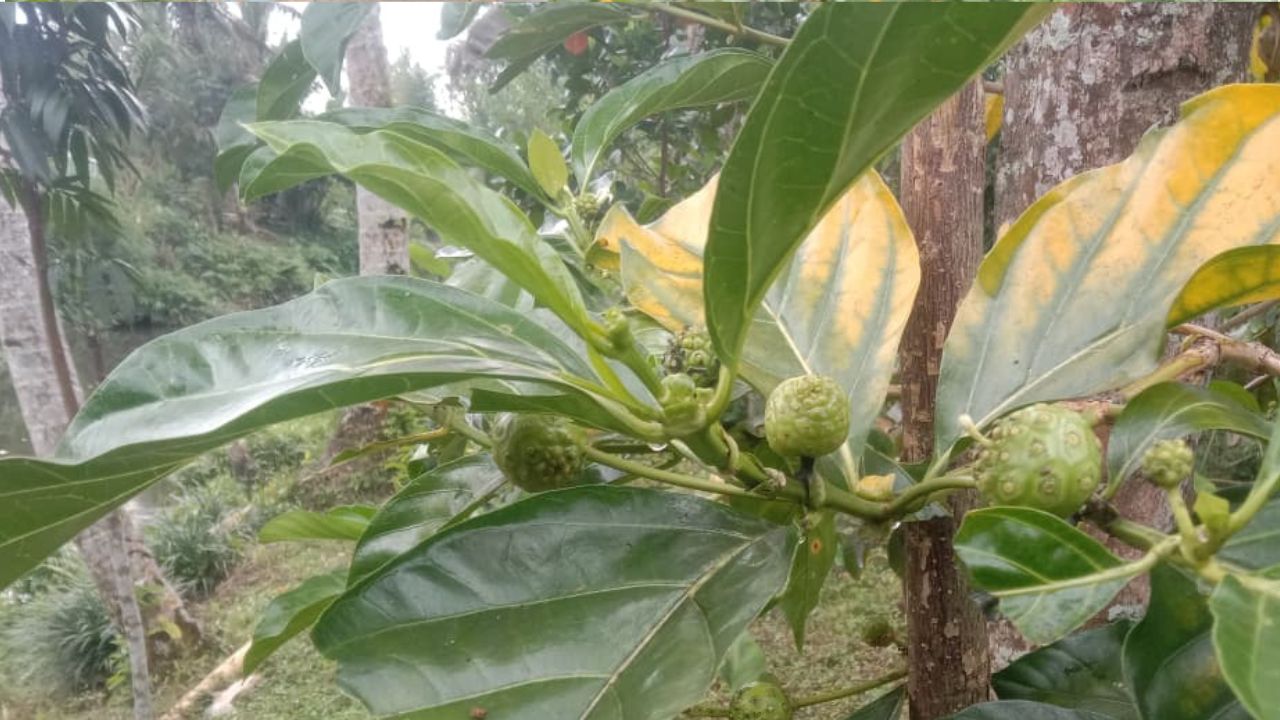 Manfaat Daun Mengkudu bagi Kesehatan Tubuh yang Jarang Diketahui, Bisa Obati Diare!