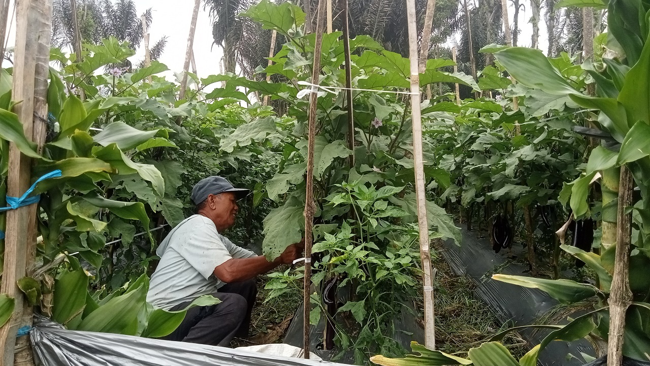 Petani Keluhkan Harga Terong Panjang Masih Murah