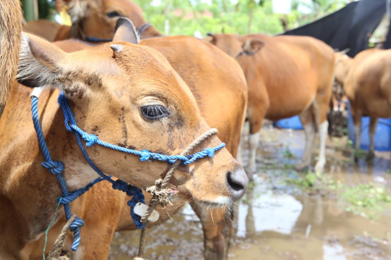  Ini Ciri-ciri Penyakit Jembrana pada Sapi Bali