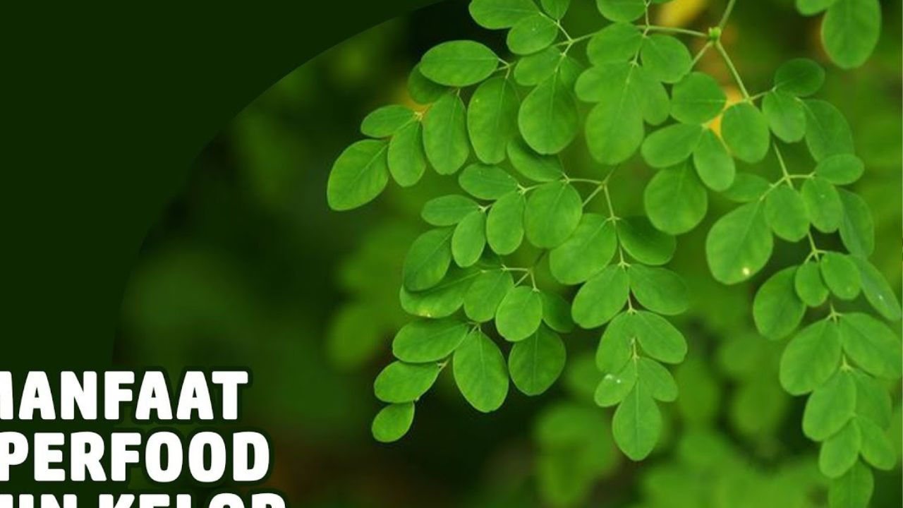 Catat! Ini 3 Manfaat Daun Kelor bagi Kesehatan Tubuh Ibu Hamil, Cek Disini!