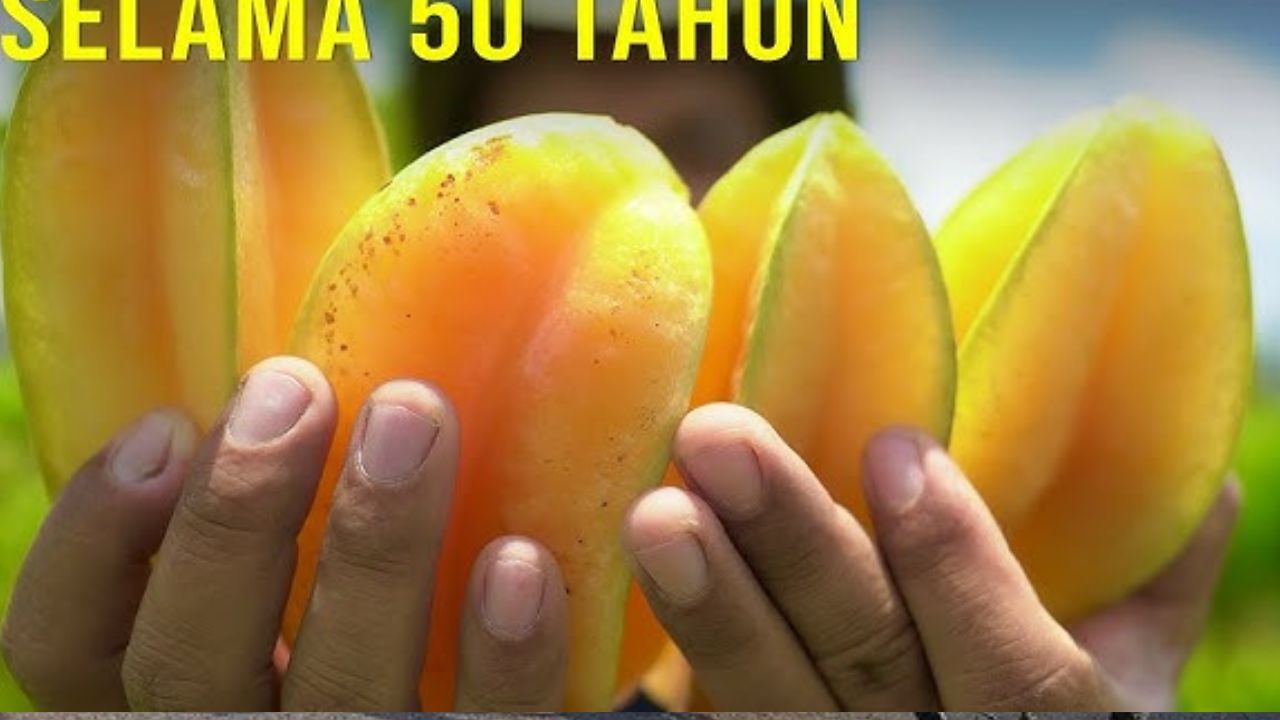 Manfaat Buah Belimbing untuk Kesehatan Tubuh Ibu Hamil, Cek Disini!