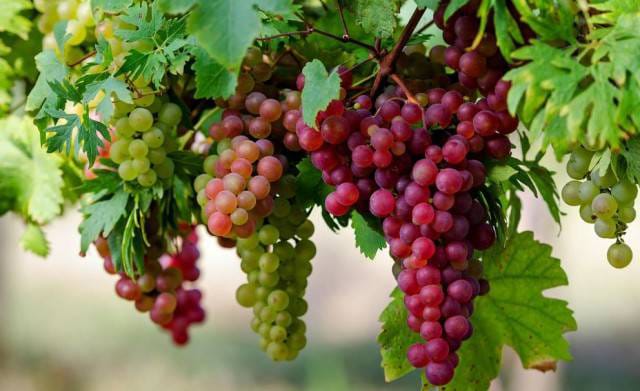 Inilah Manfaat Buah Anggur Jika Konsumsi Secara Teratur