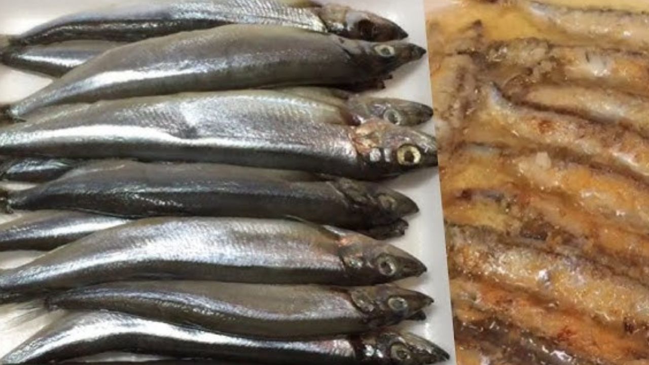 Manfaat Ikan Shisamo untuk Kesehatan Tubuh Manusia, Cek Disini!