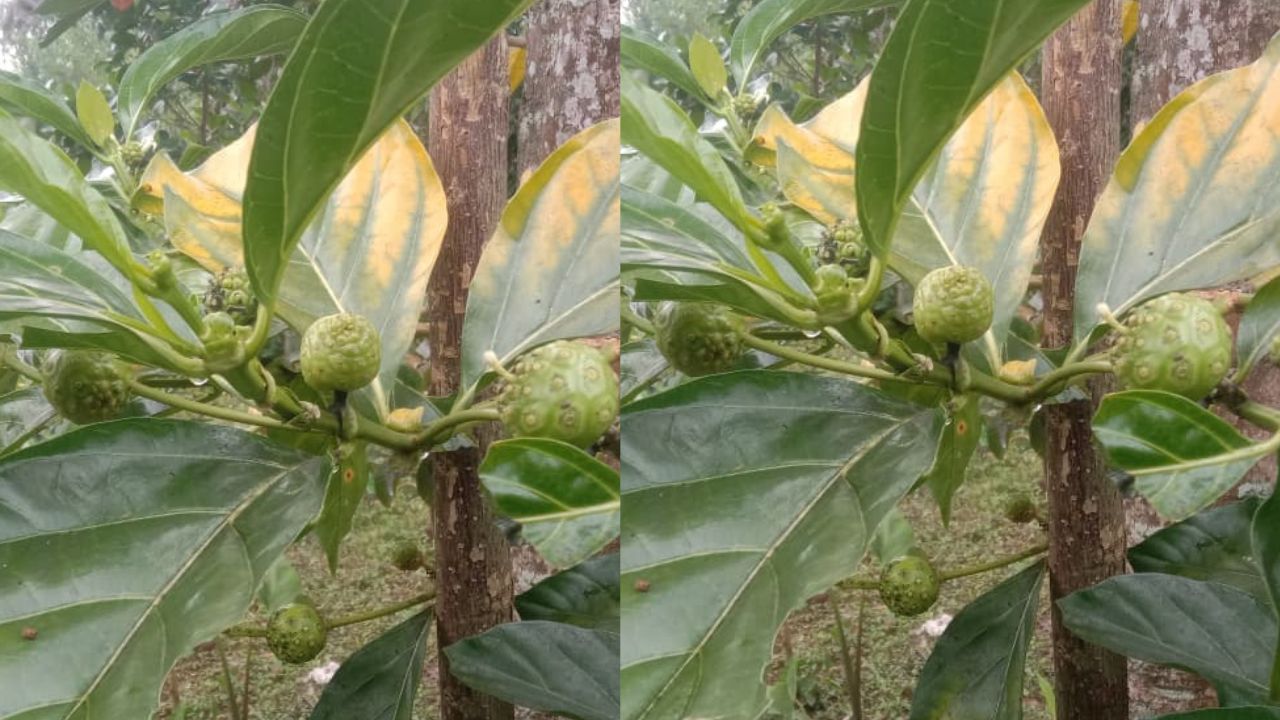3 Manfaat Buah Mengkudu bagi Kesehatan Tubuh Ibu Hamil, Cek Disini?