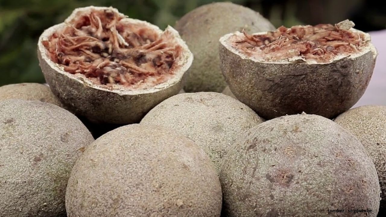 Kamu Harus Tahu! Ini 3 Manfaat Buah Kawista yang Jarang Dibahas  ﻿