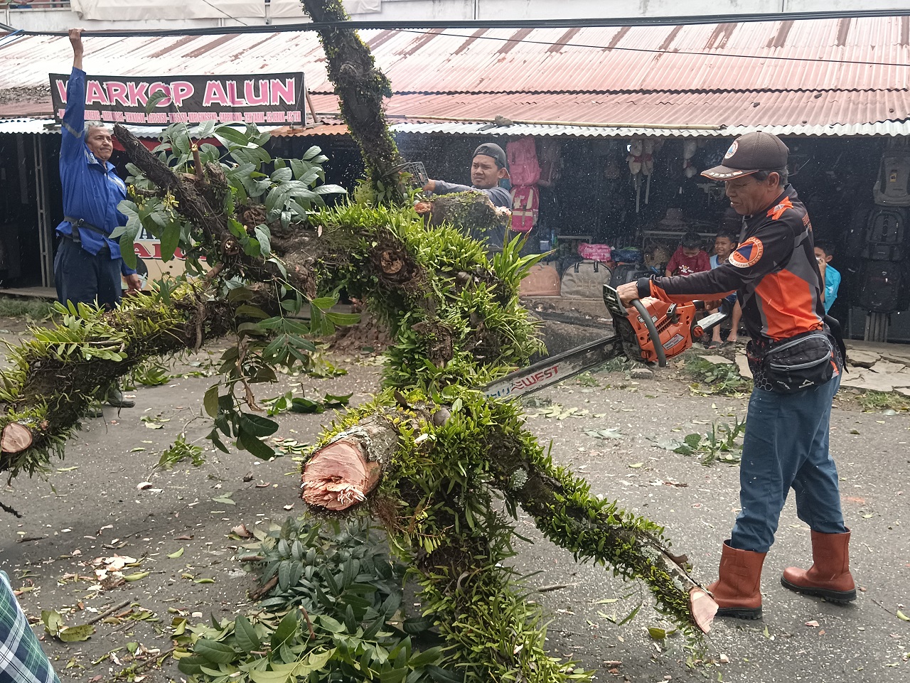 DLH : Masyarakat Waspada Pohon Tumbang