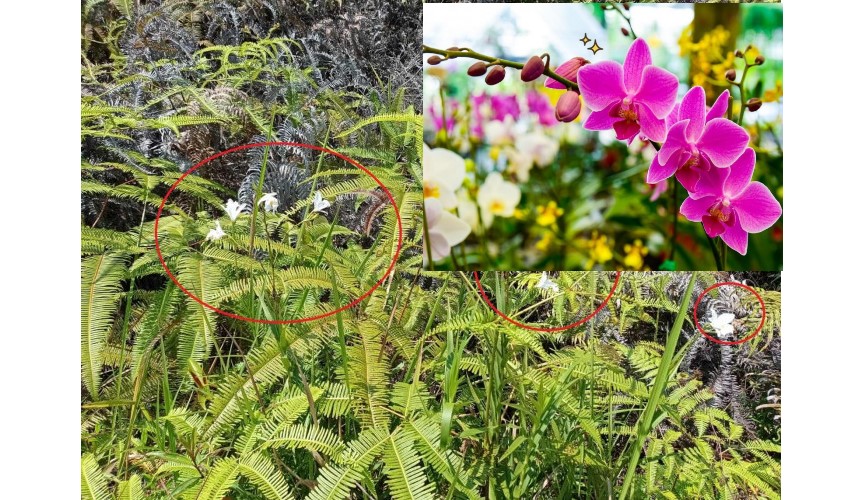  Peninggalan Bekas Kebun Bunga Ibu Tien Soeharto di Curup