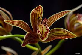 Mengapa Anggrek Hartinah Menjadi Spesies yang Dilindungi di Sumatera Utara