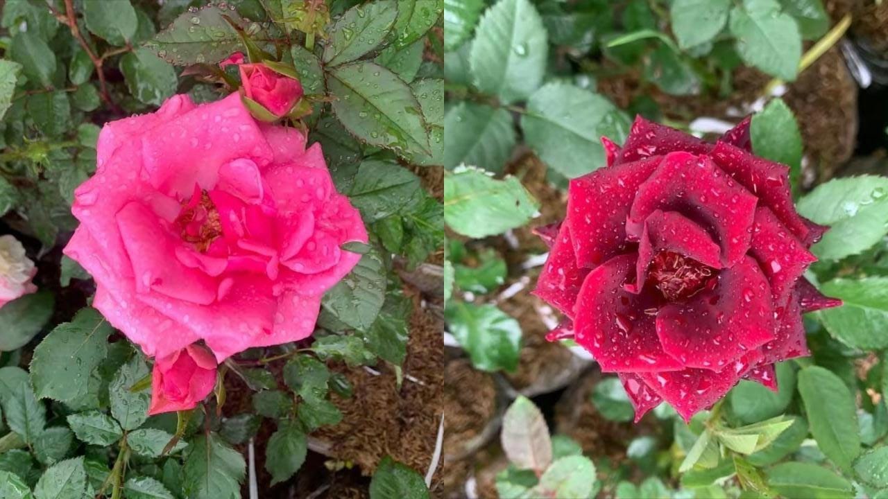 Kenapa Semua Orang Jatuh Cinta pada Bunga Mawar? Ini Alasannya!