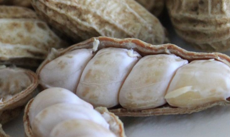  Jarang Dicoba, Ini Cara Mengukus Kacang Tanah agar Empuk dan Gurih