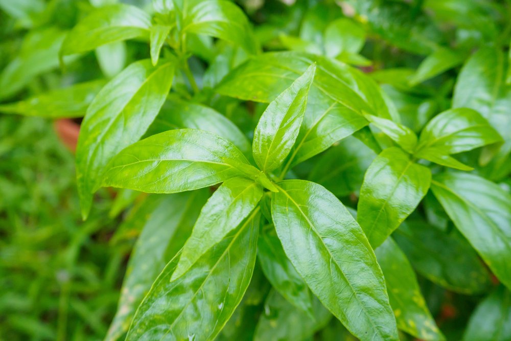 Khasiat Sambiloto untuk Wanita