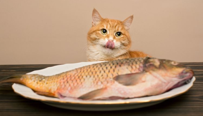 Kenapa Kucing Suka Ikan? Ini Dia Jawabannya!