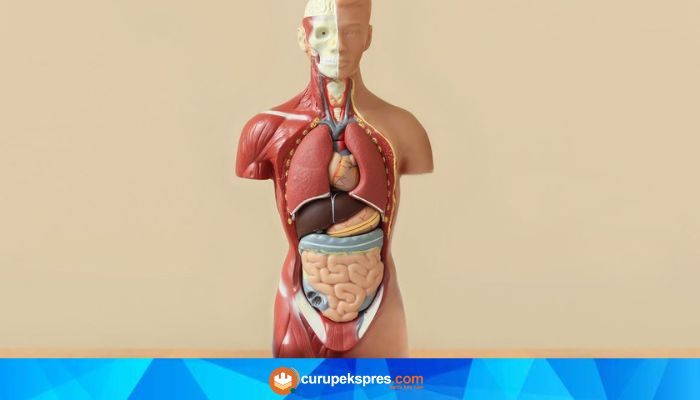 Mengenal Lebih Dekat Tentang 'Waktu Piket' Organ Tubuh