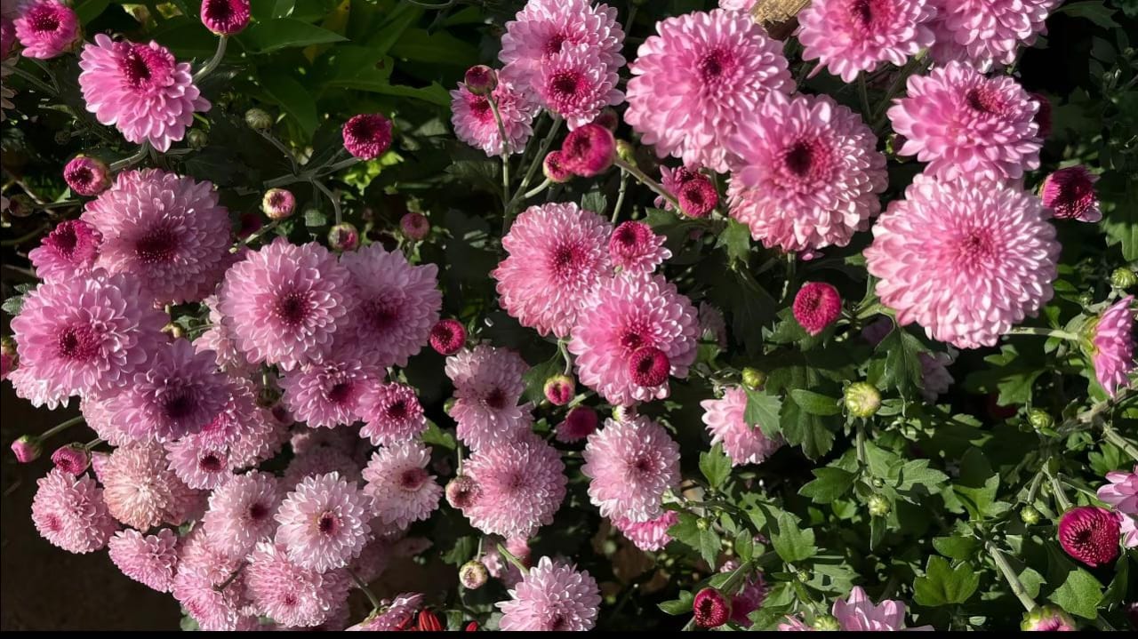 Kecantikan Abadi Krisan: Simbol Harapan di Setiap Kelopak