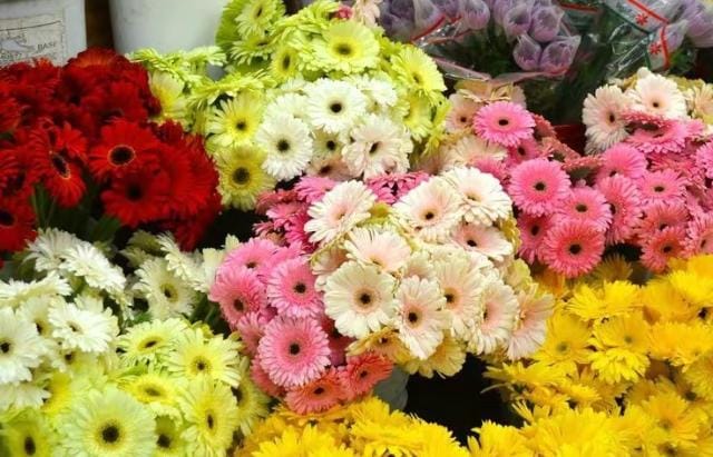 Bunga Gerbera: Memancarkan Keindahan Visual yang Memanjakan Mata