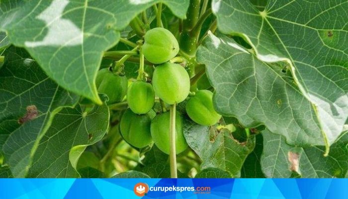 Manfaat Buah Jarak untuk Kesehatan: Menjaga Kesehatan Kulit hingga Mencegah Kanker