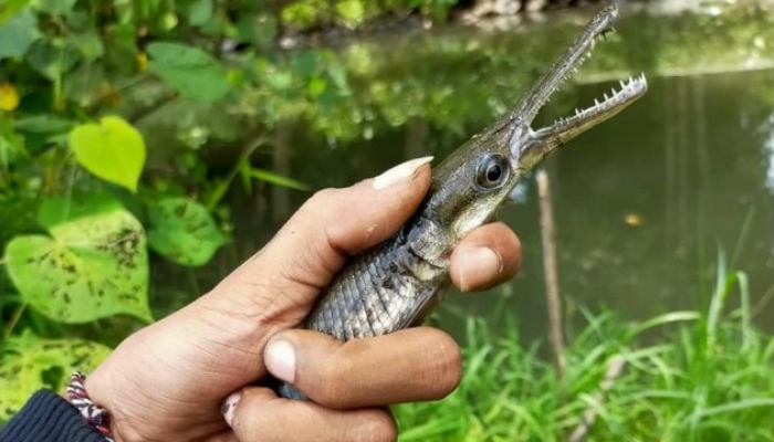 Ikan Pembawa Sial: Cek! Jangan Sampai Ada di Rumah Anda