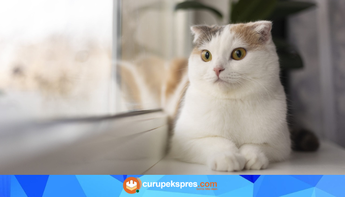 Kucing sebagai Terapi: Bagaimana Kesehatan Mental Anda Dapat Ditingkatkan oleh Kehadiran Kucing