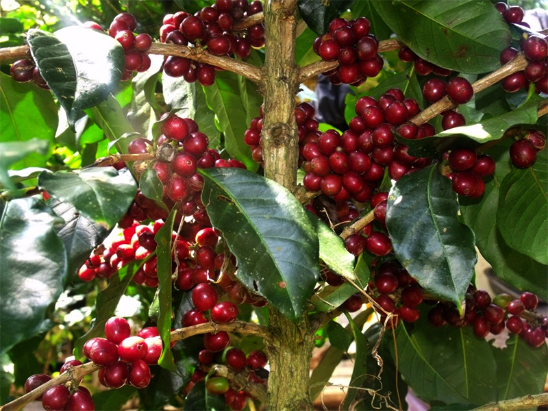 Siap Panen, Petani Tunggu Kebun