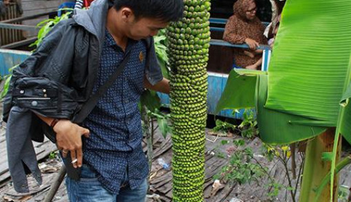 Pohon Pisang Berbuah Seribu