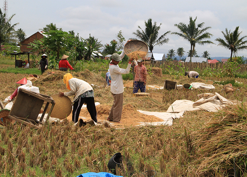 3.000 Ha Cetak Sawah Baru Terancam Gagal