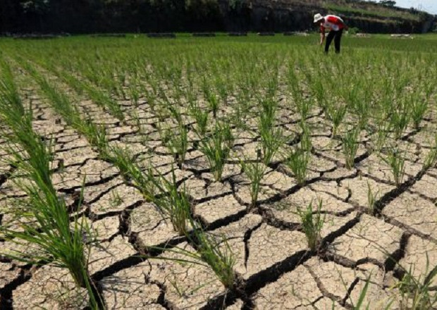 Puluhan Hektare Sawah Terancam Kering