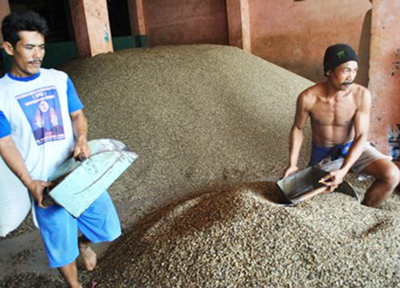 Harga Kopi Bikin Petani Gigit Jari