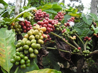 5 Paket Belum Terealisasi, Kegiatan Kopi Sambung Mandeg