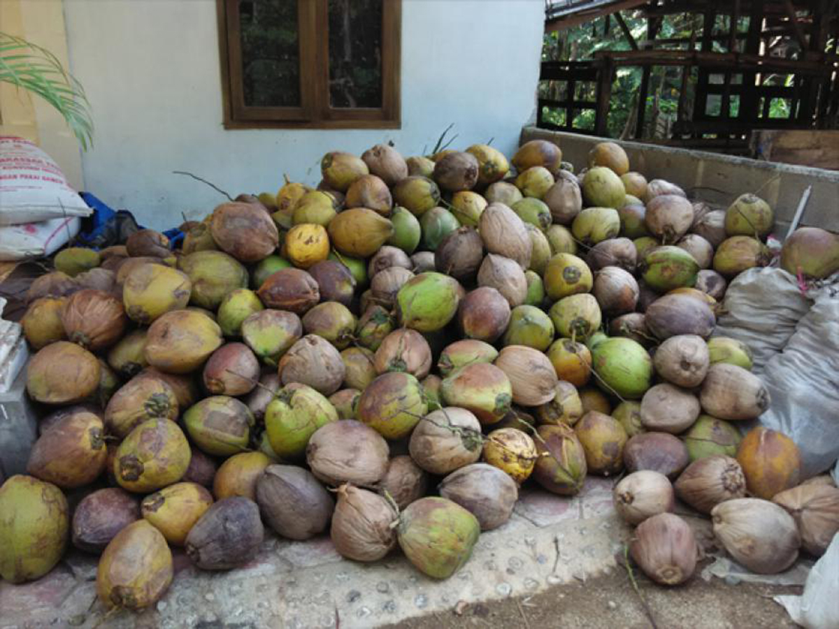 Harga Kelapa Merangkak Naik