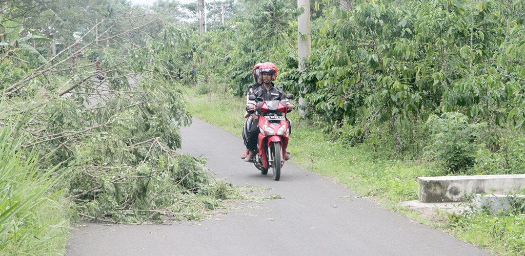 Angin Kencang Pohon Tumbang