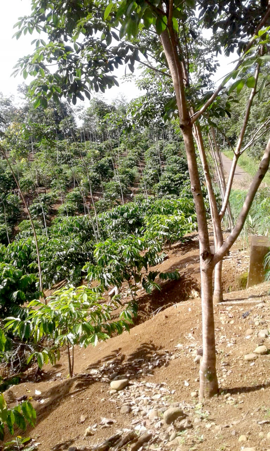 Warga Keluhkan Pengadaan Jaringan Listrik Baru,   Rugikan Tanaman Karet Warga