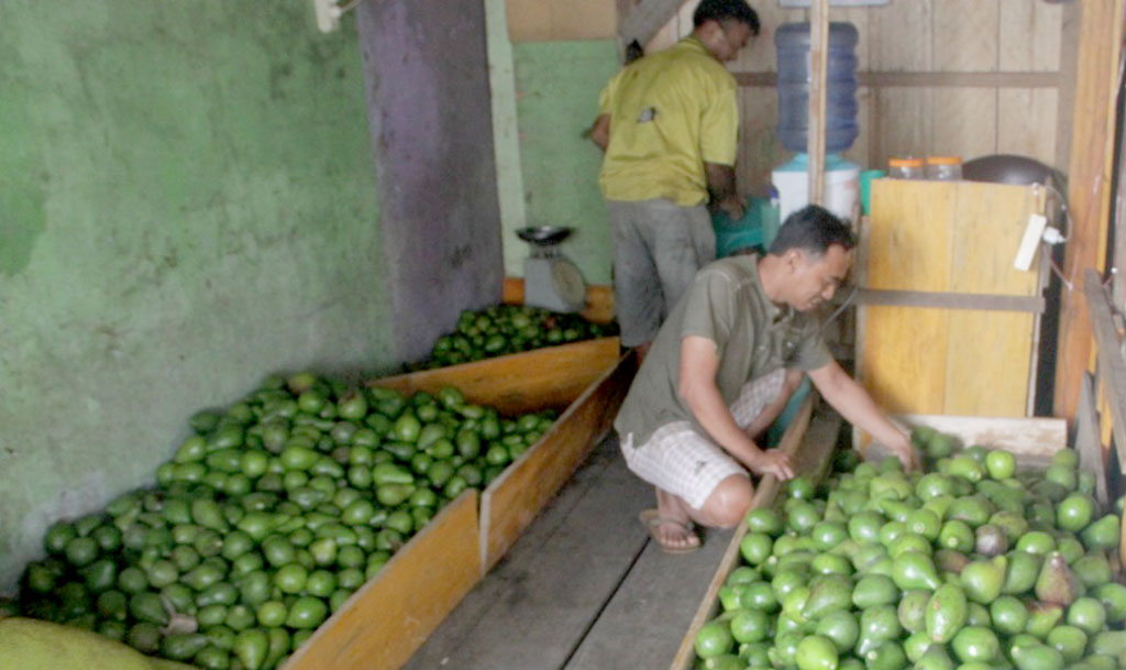 Stok Turun, Harga Alpukat Anjlok