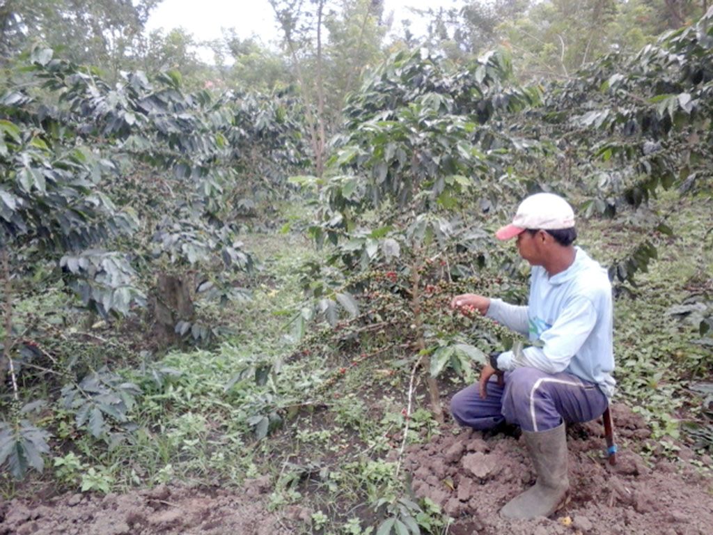 RL Miliki Kampung Kopi