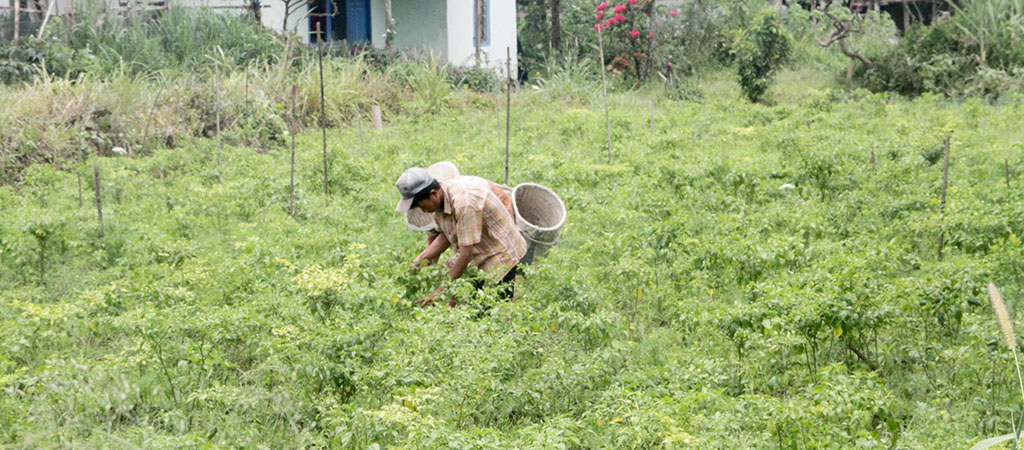 Petani Cabe Khawatir Gagal Panen