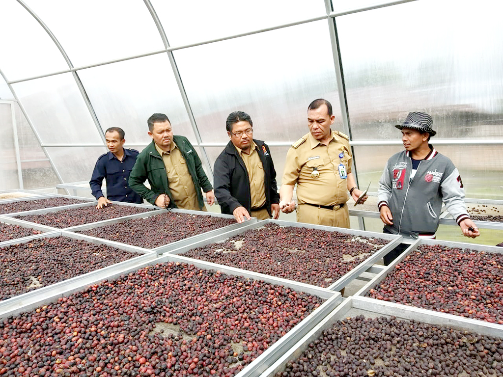 Hujan Tidak Pengaruhi Kualitas Kopi Sintaro