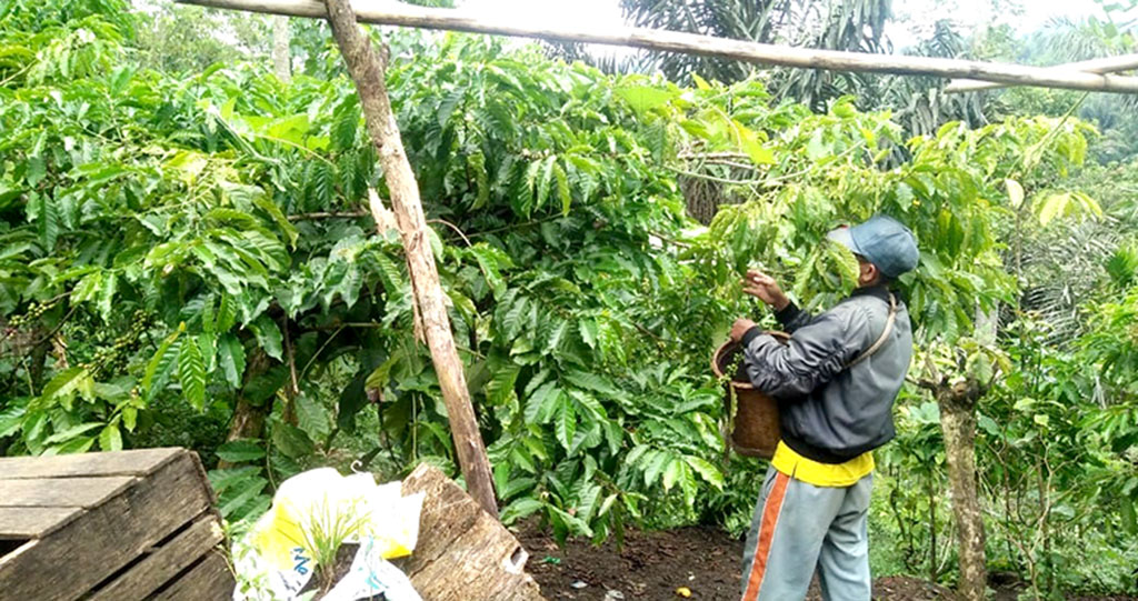 Biji Kopi Berguguran, Harga Jual Ikut Turun,  Musim Penghujan