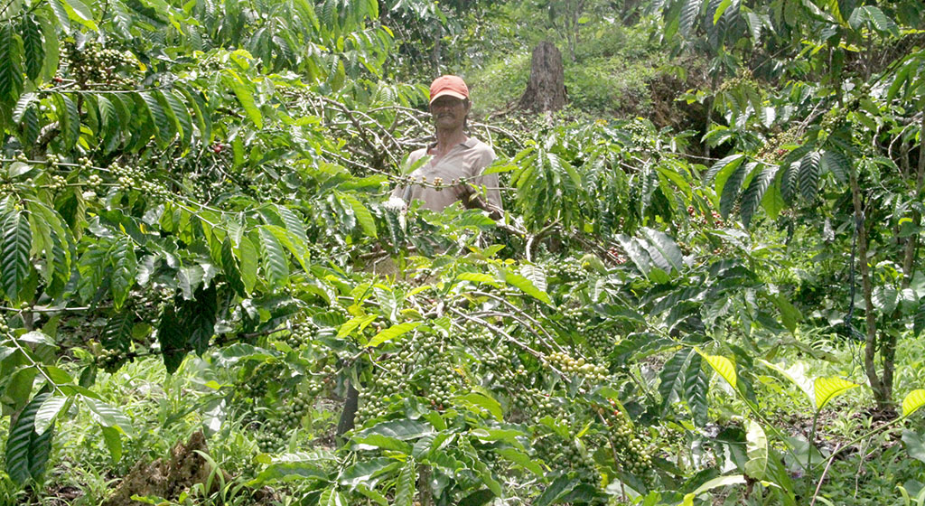 Ini Keunggulan Budidaya Kopi Sambung