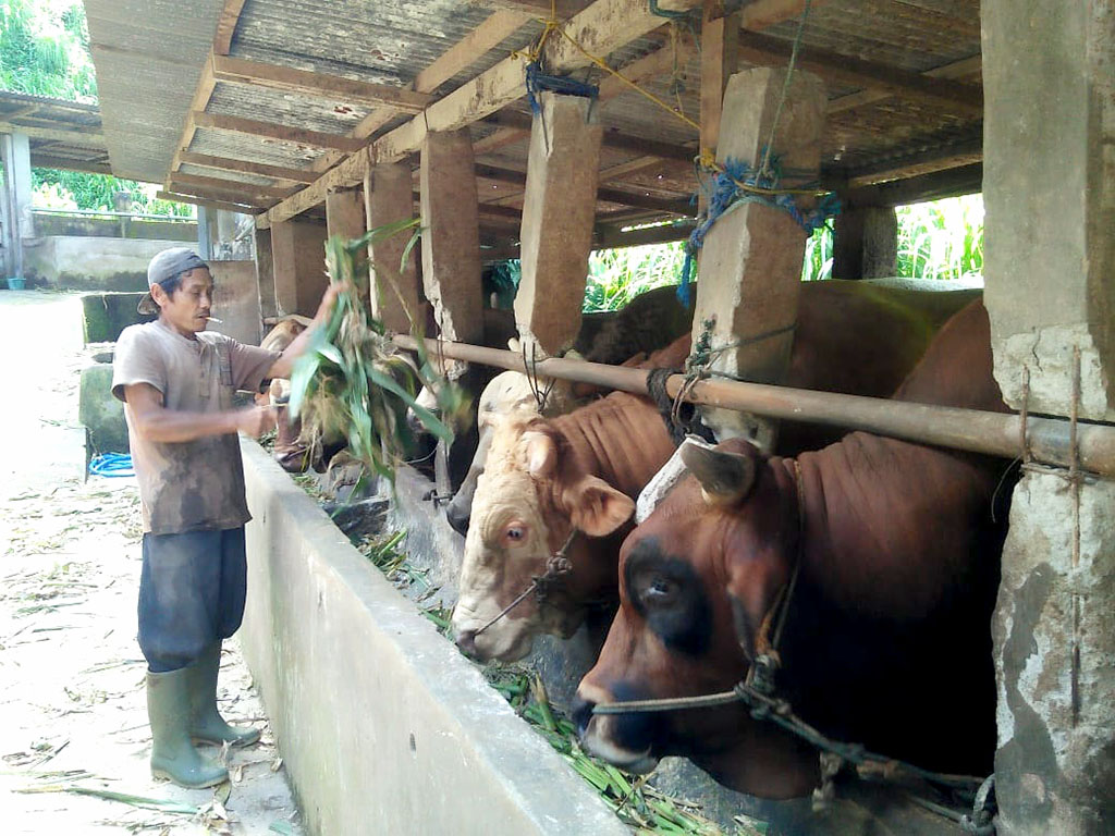 Stok Daging Sapi Aman  Hingga Lebaran