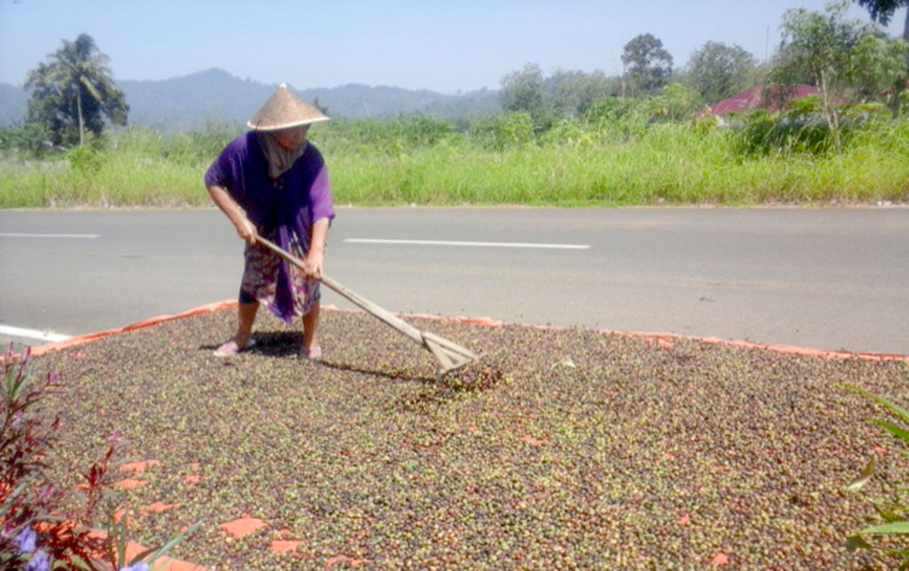 Harga Kopi Turun, Petani Mengeluh