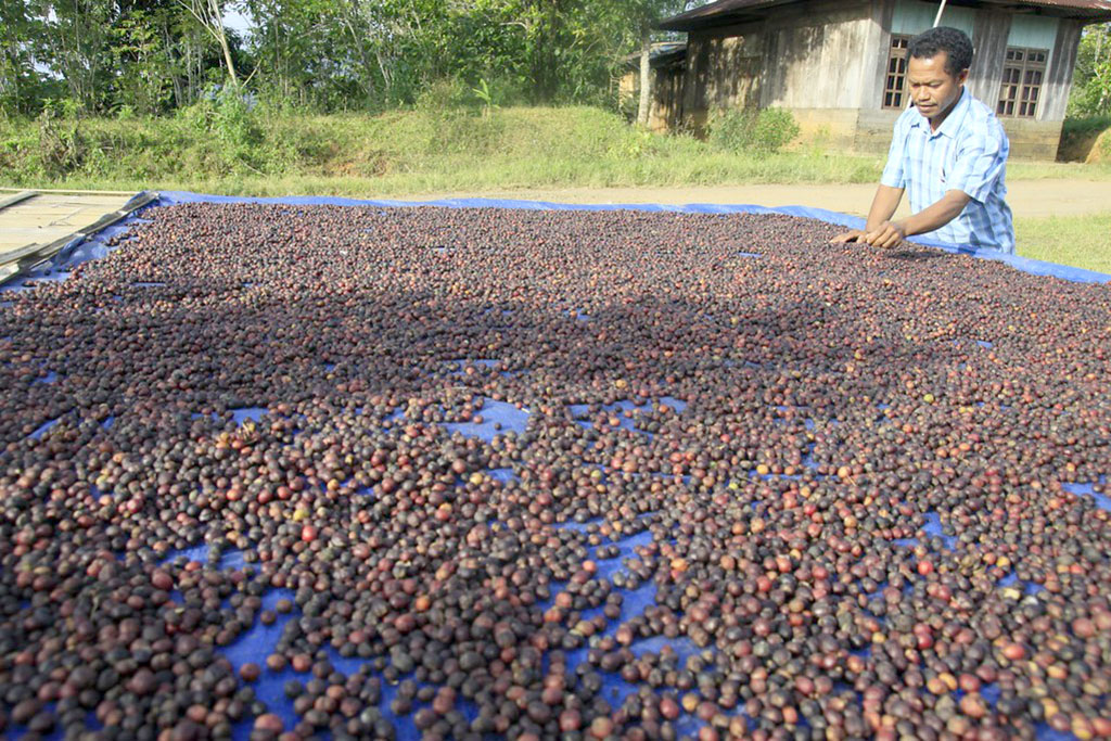 Hasil Panen Kopi Turun Draktis