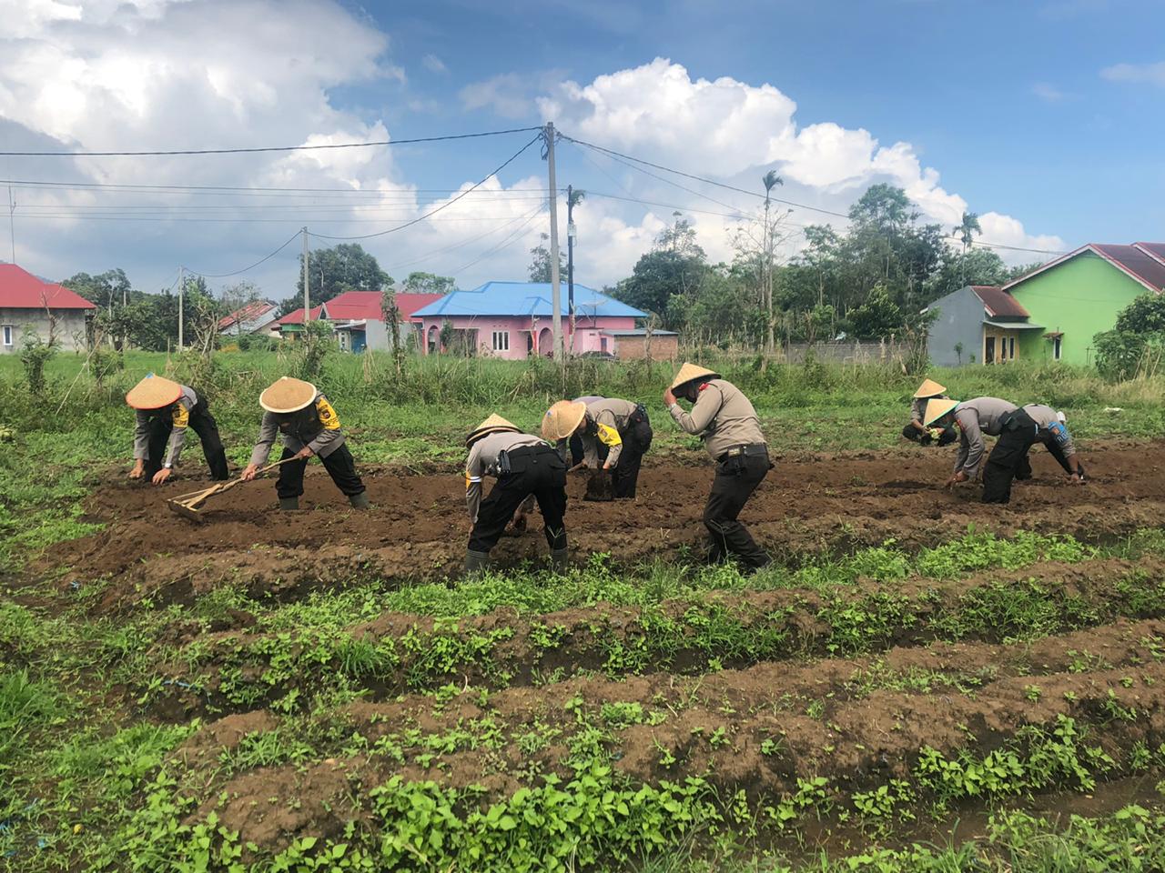 Polres RL Tanam Daun Bawang Diatas Lahan 1 Hektar Ditengah Pandemi Covid-19